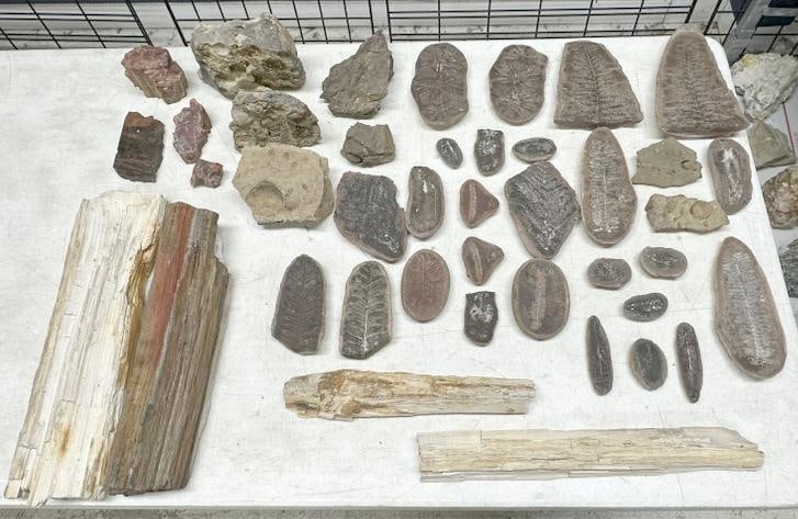 Lot of fossils, assorted rock and petrified wood from the estate collection of Charles J. Carlotti. (1 of 10)