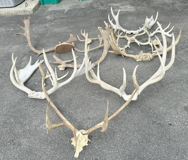 Estate lot old antlers, some larger than others, were used in a country restaurant, just as we found (1 of 3)