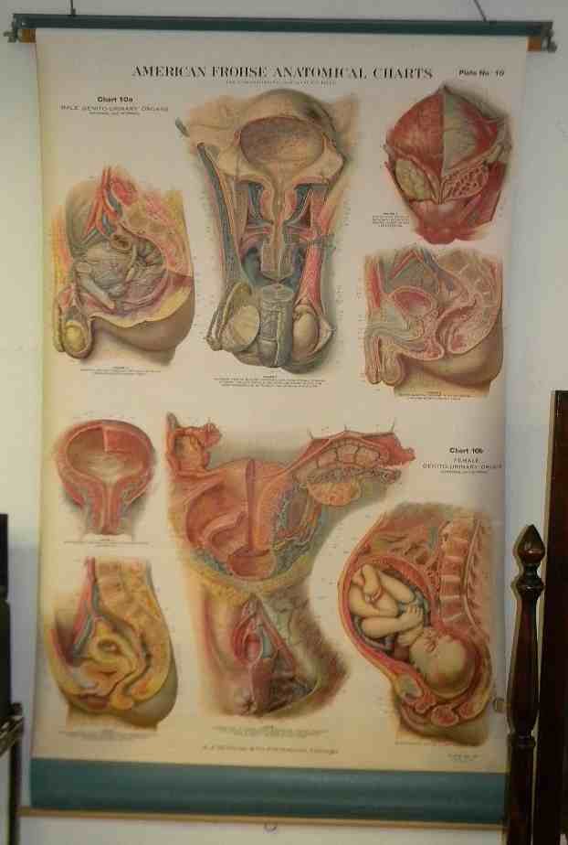 American Froshe Anatomical Chart Male & Female Urinary: American Froshe Anatomical Chart Male & Female Genito Urinary Organs, roll up, with holder, works fine, very good condition, copyright 1922. Measures 68" x 42" opened. Plate 10.