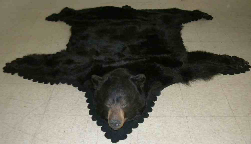 Large Black Bear Skin Rug With Head Nice Estate Cond.: Large Black Bear Skin Rug With Head Nice Estate Condition. From estate collection we are selling.