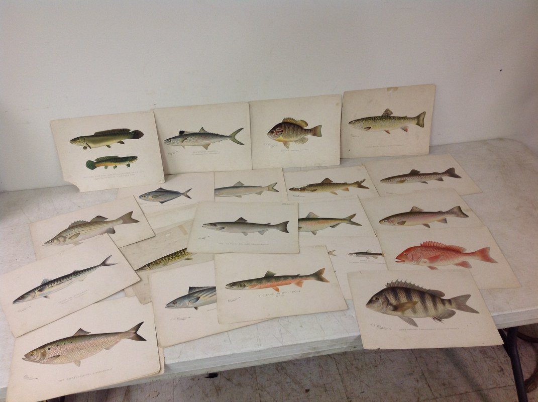 41 DENTON FISH PRINTS (1 of 1)