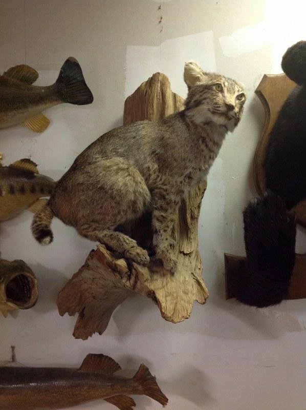 BOBCAT TAXIDERMY MOUNT ON TREE: BOBCAT TAXIDERMY MOUNT ON TREE