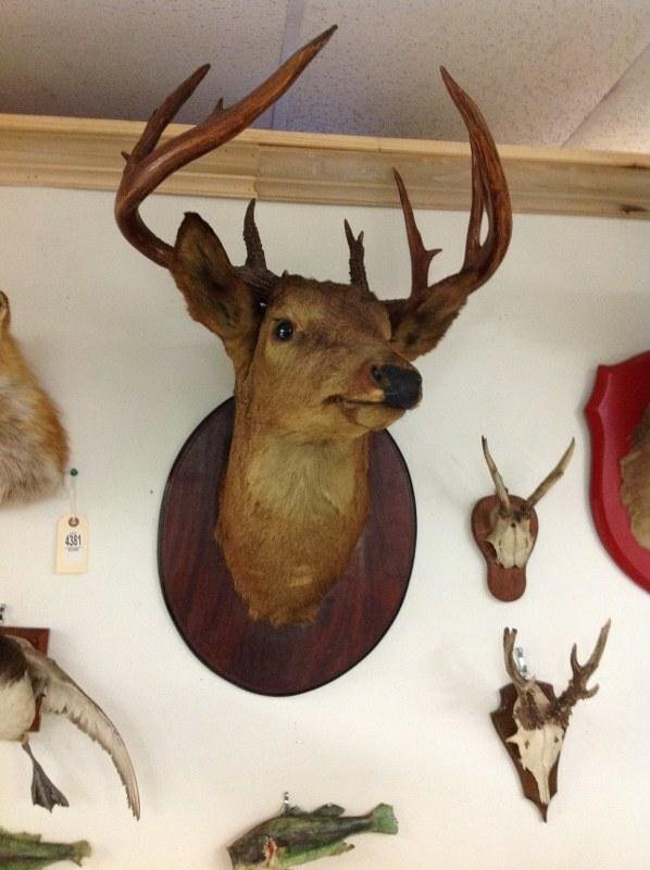 OLDER LARGE DEER TAXIDERMY MOUNT (1 of 2)