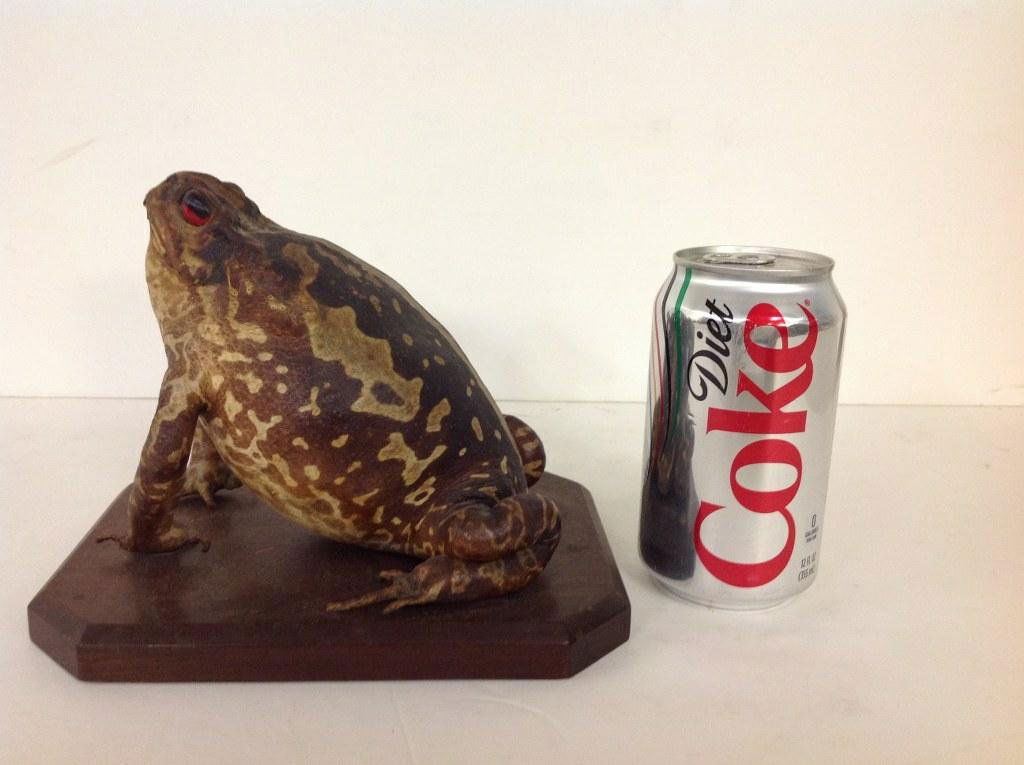EARLY TAXIDERMY LARGE FROG, FROM G. SCHOEPFER TAXIDERMY (1 of 5)