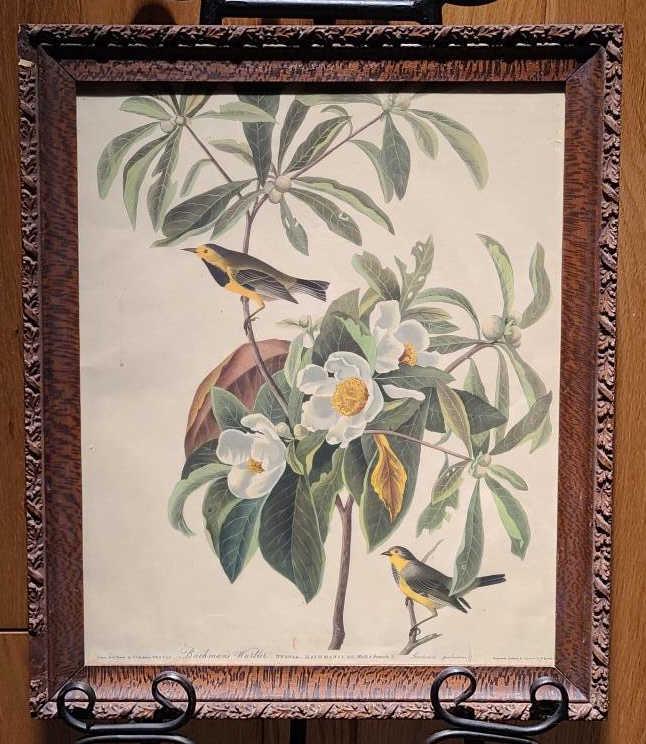 R. Havell Bachman's Warbler Audubon Print (1 of 11)