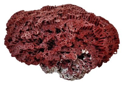 Natural Red Coral Cluster