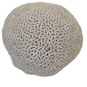 Fossilized Brain Coral