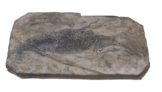 Fossil Fish in Stone with Box: Please see photos for measurement and further details.