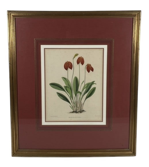 John Nugent Fitch "Masdevallia Ignea" Lithograph (1 of 13)