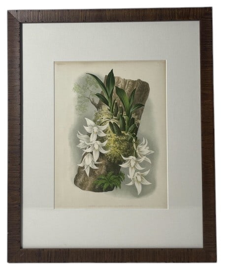 Lindenia Plate CXVII Botanical Chromolithograph (1 of 11)