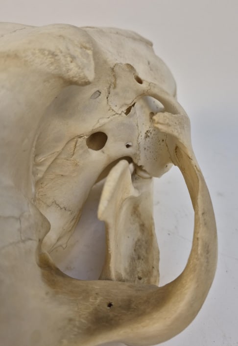 Authentic Leopard Skull - 10