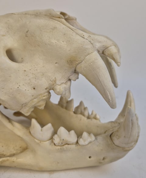 Authentic Leopard Skull - 11