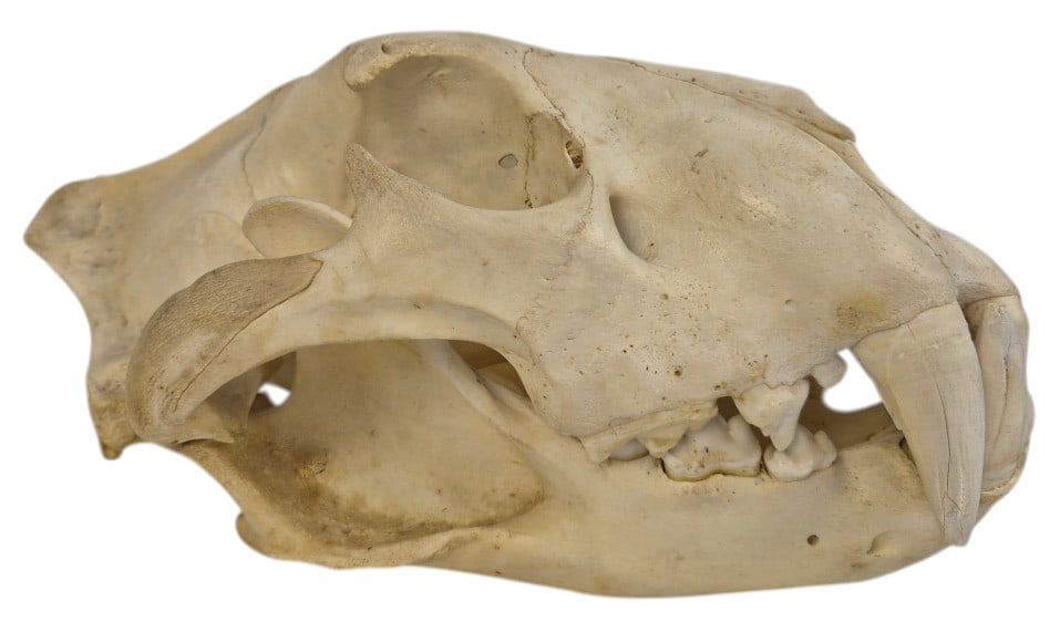 Authentic Leopard Skull: IMPORTANT NOTE: Legacy Auctions offers reasonably priced in-house and 3rd Party shipping options, but you must select Arrange My Own Shipping as part of your post-auction purchase options. Authentic l