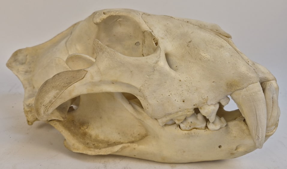 Authentic Leopard Skull - 2