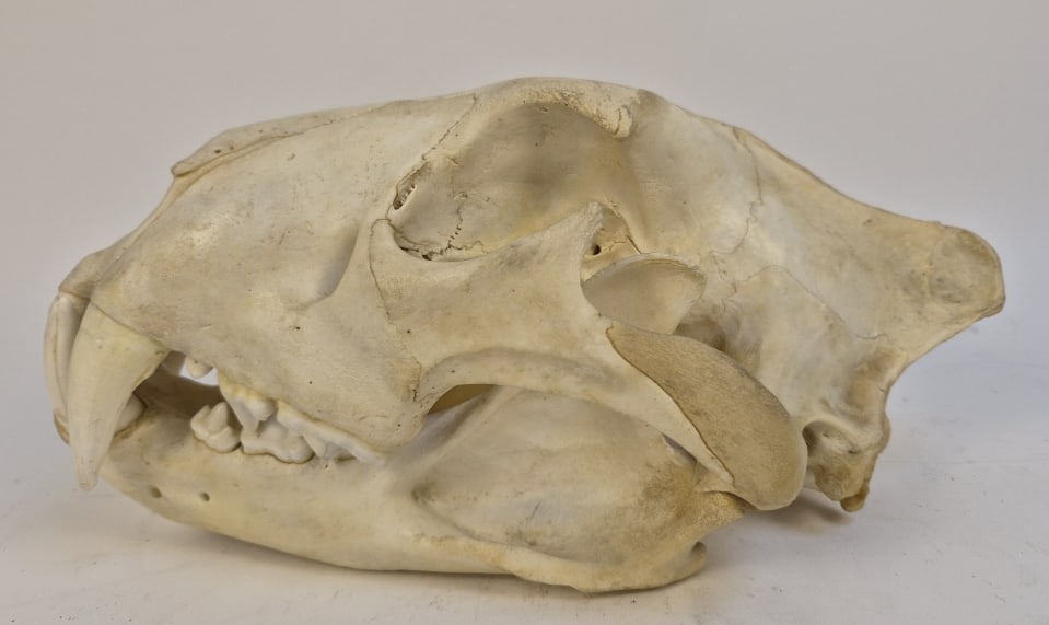 Authentic Leopard Skull - 3