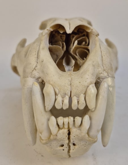 Authentic Leopard Skull - 4