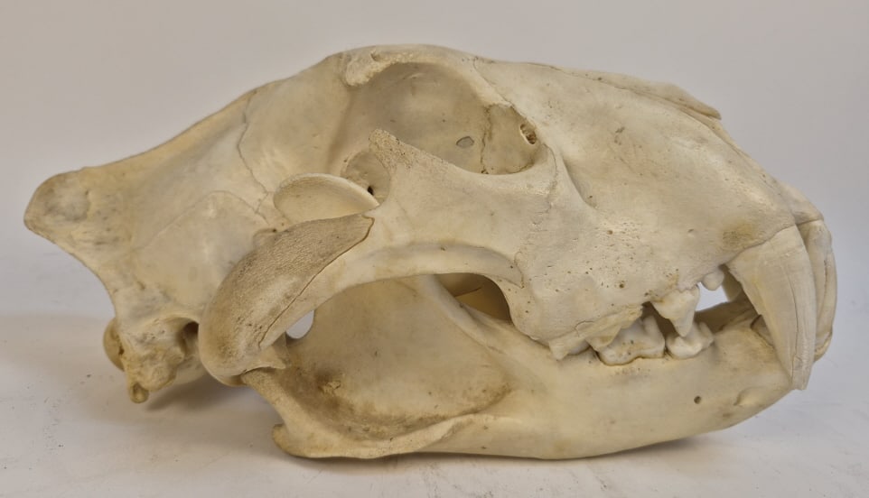 Authentic Leopard Skull - 5