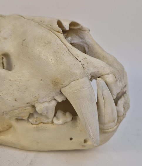 Authentic Leopard Skull - 6