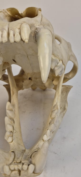 Authentic Leopard Skull - 7