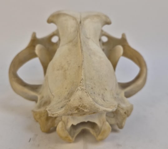 Authentic Leopard Skull - 8