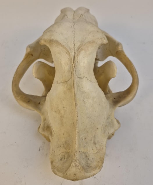 Authentic Leopard Skull - 9