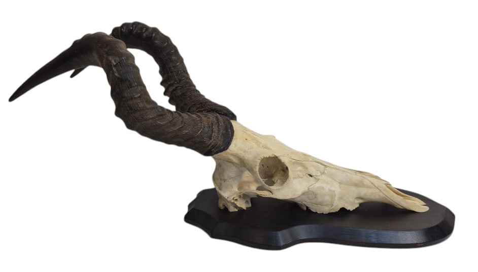 Red Hartebeest Game Mount (1 of 11)