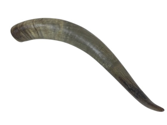 Polished Longhorn Cattle Horn: IMPORTANT NOTE: Legacy Auctions offers reasonably priced in-house and 3rd Party shipping options, but you must select Arrange My Own Shipping as part of your post-auction purchase options. Also called