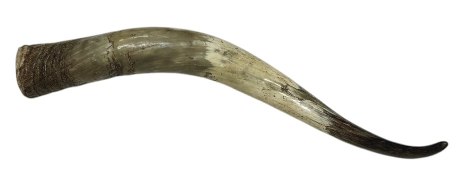 Polished Longhorn Cattle Horn (1 of 5)