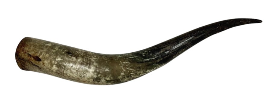 Polished Longhorn Cattle Horn (1 of 6)