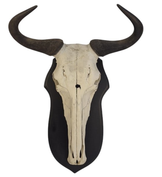 European Mount Blue Wildebeest Skull & Horns (1 of 13)