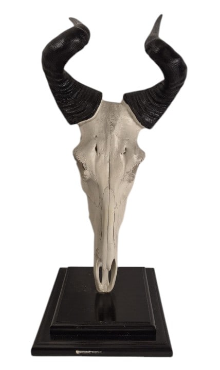 European Mount Hartebeest Skull & Horns: IMPORTANT NOTE: Legacy Auctions offers reasonably priced in-house and 3rd Party shipping options, but you must select Arrange My Own Shipping as part of your post-auction purchase options. European mo