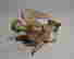 item-130225168=12