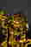 item-131214416=6