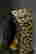 item-132584657=7