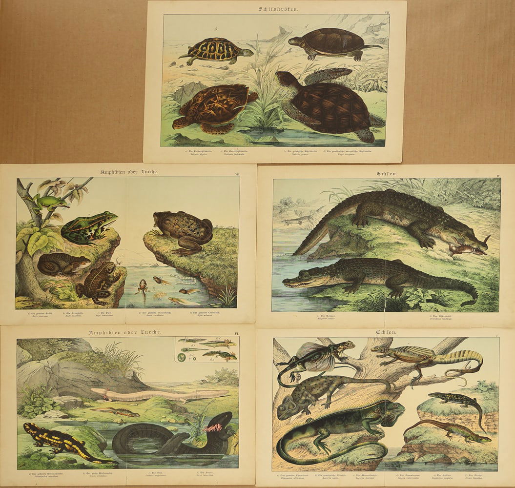 Unknown Artist (Biographical data unknown) - 12