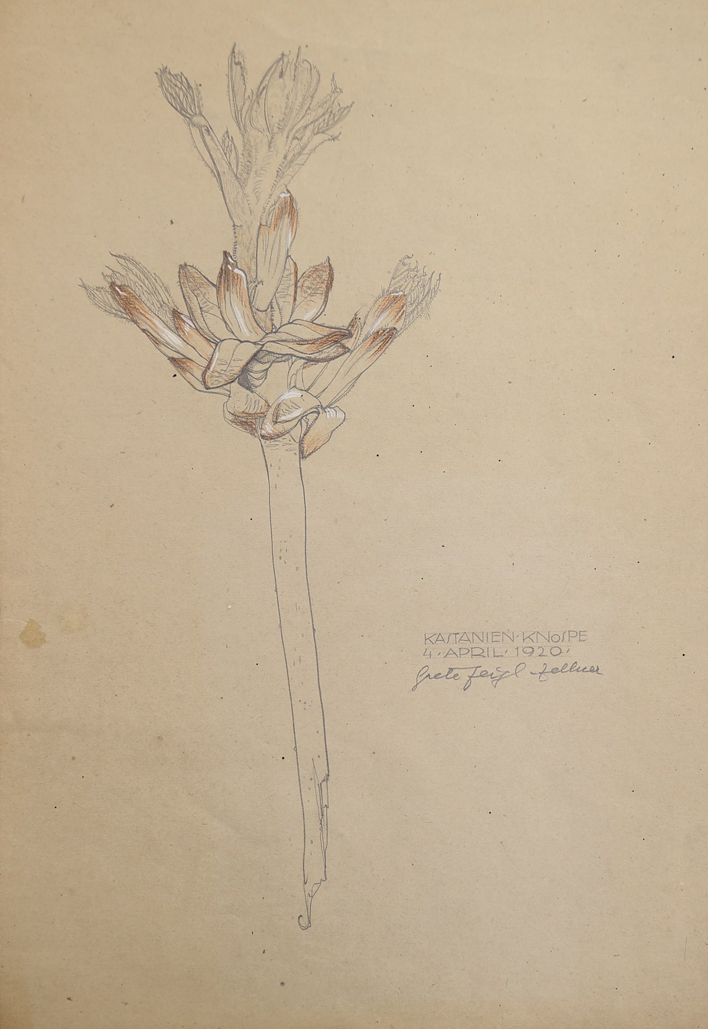Margarete Johanna Feigl-Zellner* (Gmunden 1900 - 1994 unknown): Margarete Johanna Feigl-Zellner* (Gmunden 1900 - 1994 unknown) Chestnut bud, 1920 mixed media/paper 45 x 31,5 cm signed Grete Feigl-Zellner, dated 4. April 1920 inscribed Kastanien Knospe verso si