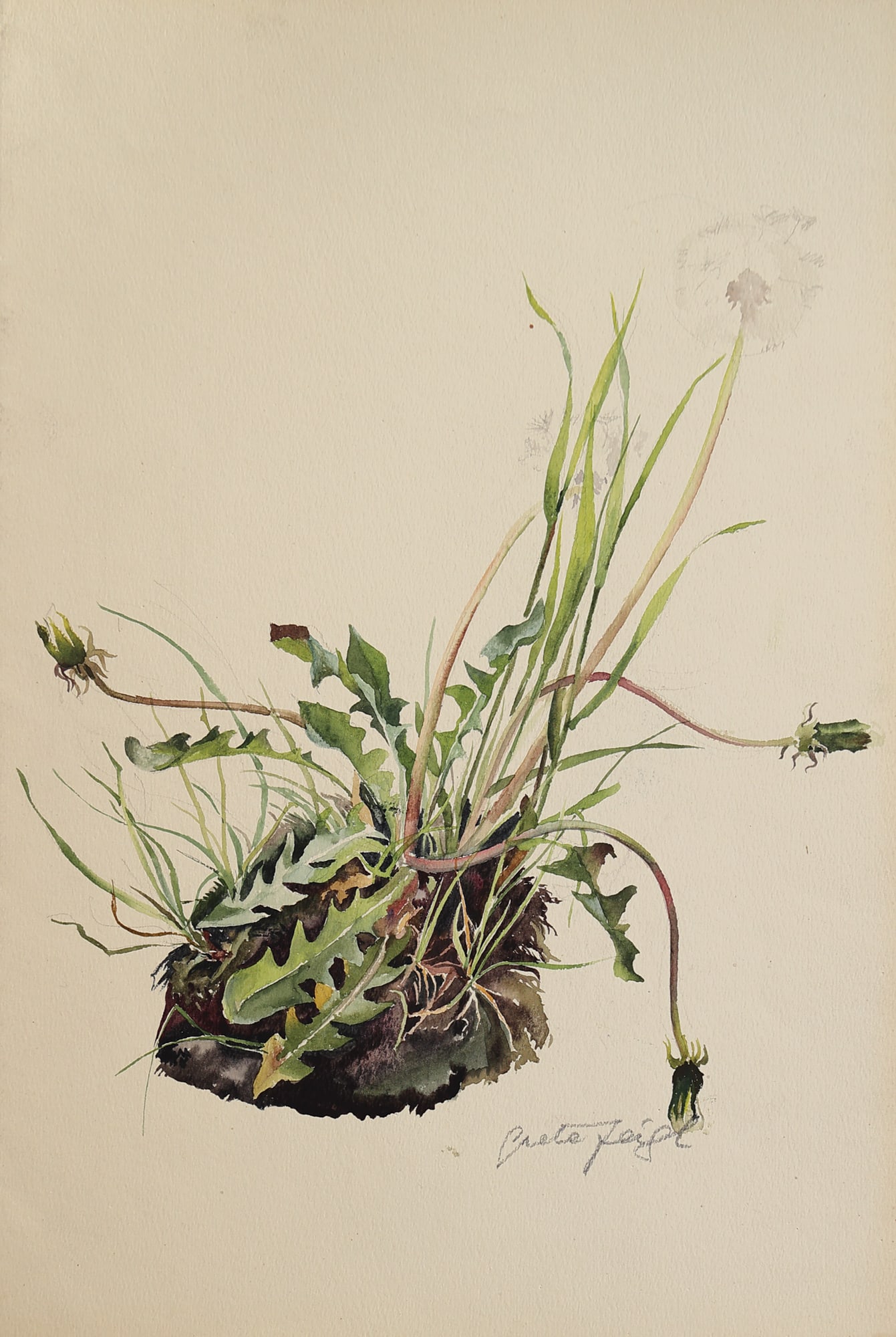 Margarete Johanna Feigl-Zellner* (Gmunden 1900 - 1994 unknown): Margarete Johanna Feigl-Zellner* (Gmunden 1900 - 1994 unknown) Dandelion II watercolor and pencil/paper 35,9 x 24 cm signed Grete Feigl SCHÄTZPREIS / ESTIMATE °&#