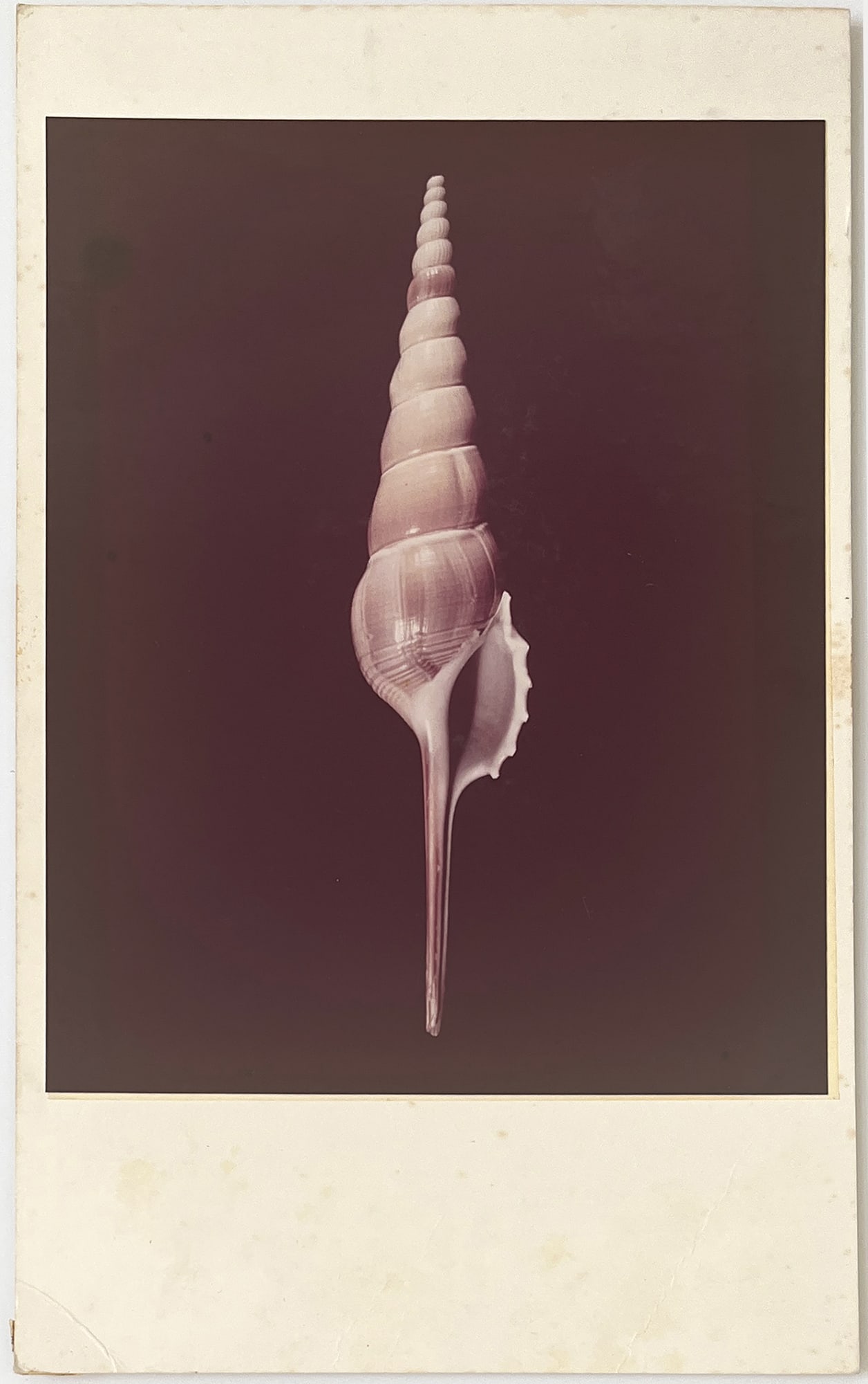 William A. Conklin* (Charleston 1926 - 2006 Orangeburg): William A. Conklin* (Charleston 1926 - 2006 Orangeburg) Tibia fusus vintage chromogenic print 25,3 x 20,2 cm verso photographer’s stamp mounted SCHÄTZPREIS / ESTIMATE € 500 - 1200 STARTPREIS