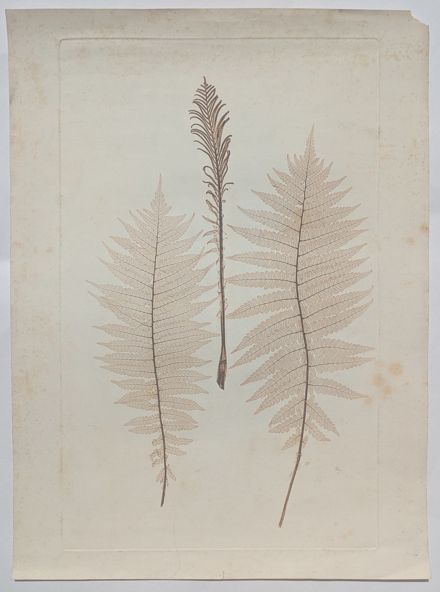 Constantin von Ettinghausen (Vienna 1826 - 1897 Graz): Constantin von Ettinghausen (Vienna 1826 - 1897 Graz) Bundle of 2 nature printing, ca 1855 1| fern nature prints sheet 51,5 x 38 cm damage in corner and spots 2| Gentiana verna multi colour nature
