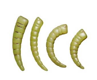 4 silkworm pupae