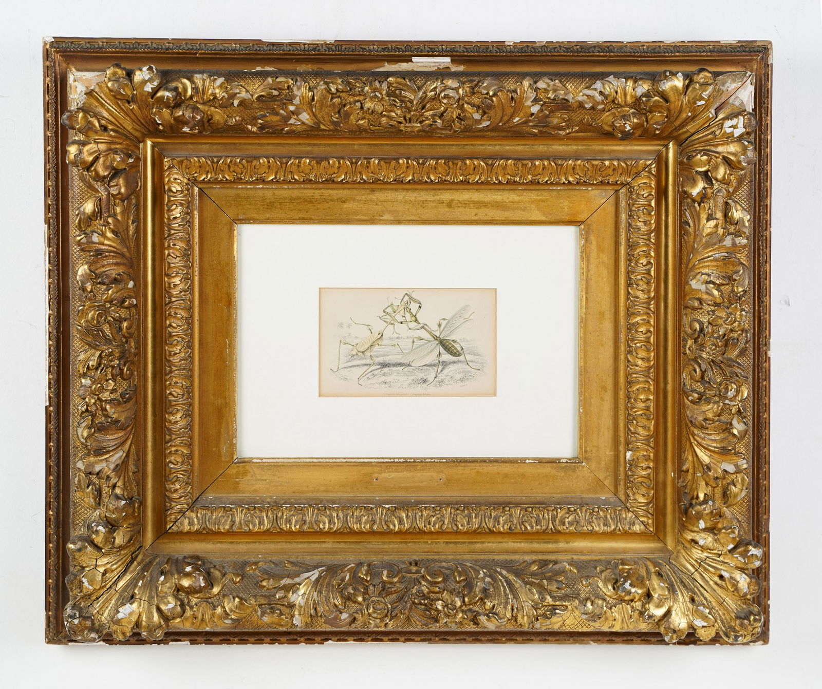 Antique Praying Mantis Hand Colored Print (1 of 5)