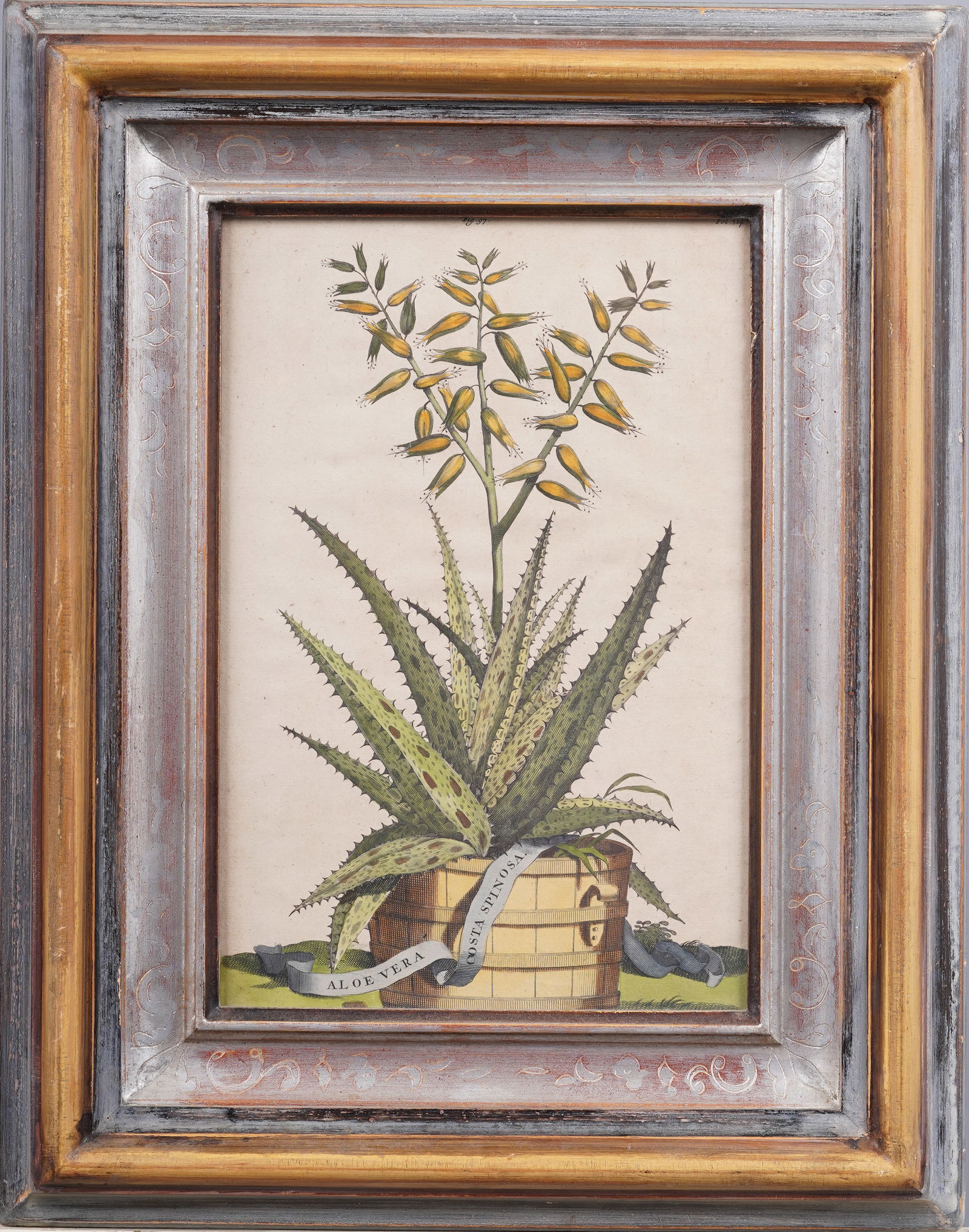 Antique Original Abraham Munting Framed Hand Colored Botanical Print (1 of 4)