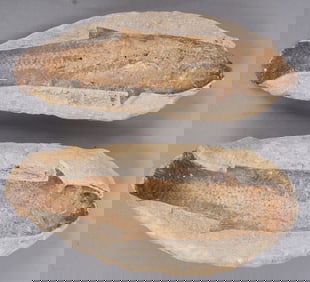 Ancient Fish Fossil in Rock Specimen