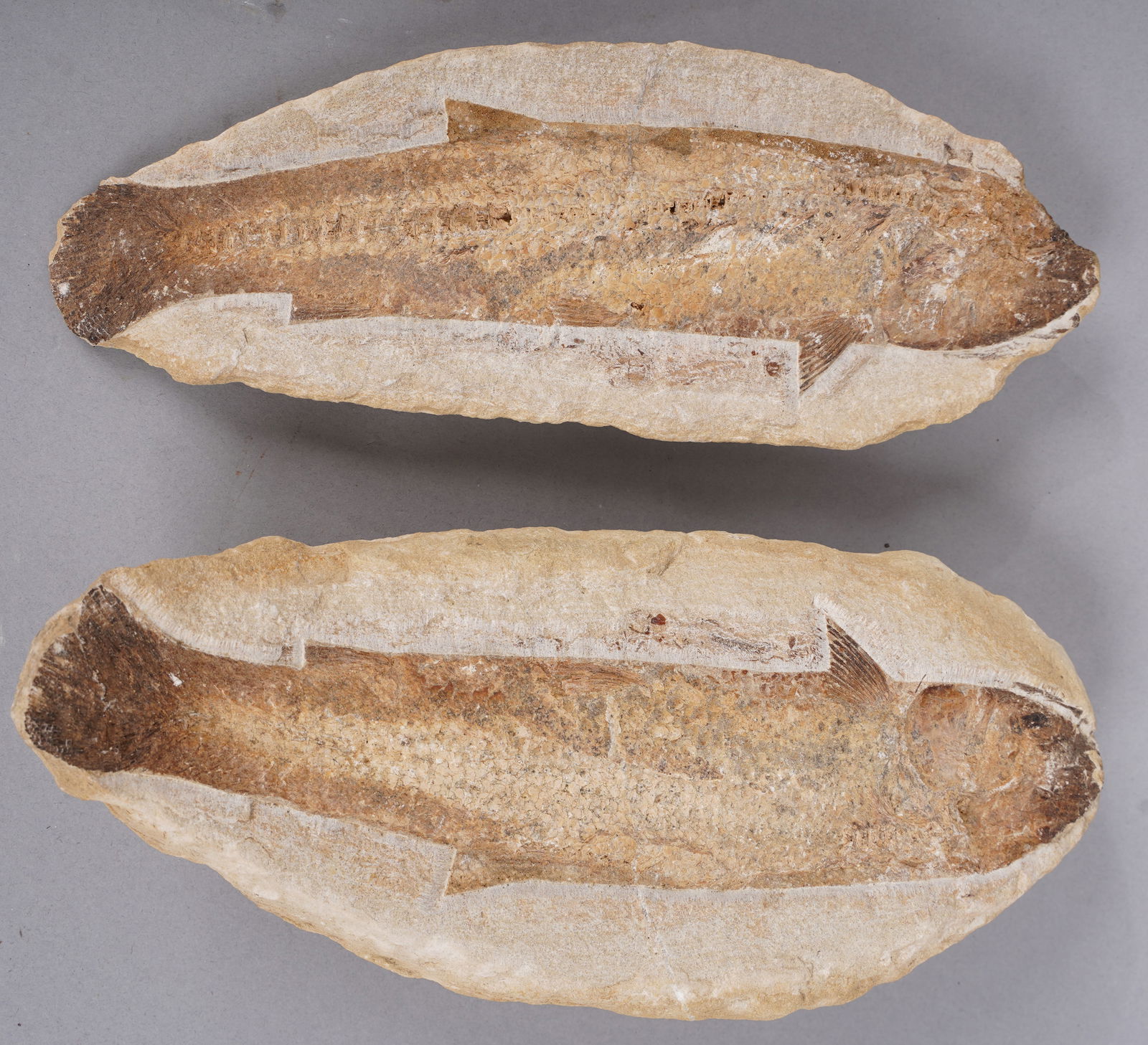 Ancient Fish Fossil in Rock Specimen (1 of 5)