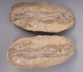 Ancient Fish Fossil in Rock Specimen