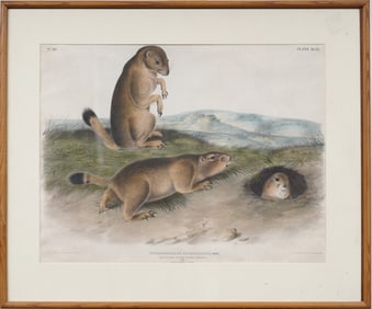 Antique Audubon Prairie Dog Framed Print