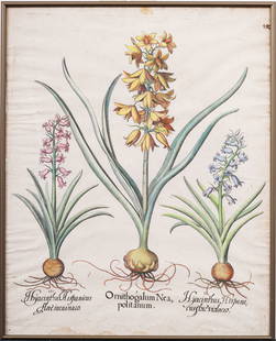 Basilius Besler. Hyacinthus Orientalis. Rare Circa 1713 Vintage Botanical Framed Print: Measuring 16 by 20 inches. Copper plate engravings with hand-coloring. Please see all images for condition. Size is measured and written on the back of the painting. The first size is the overall size