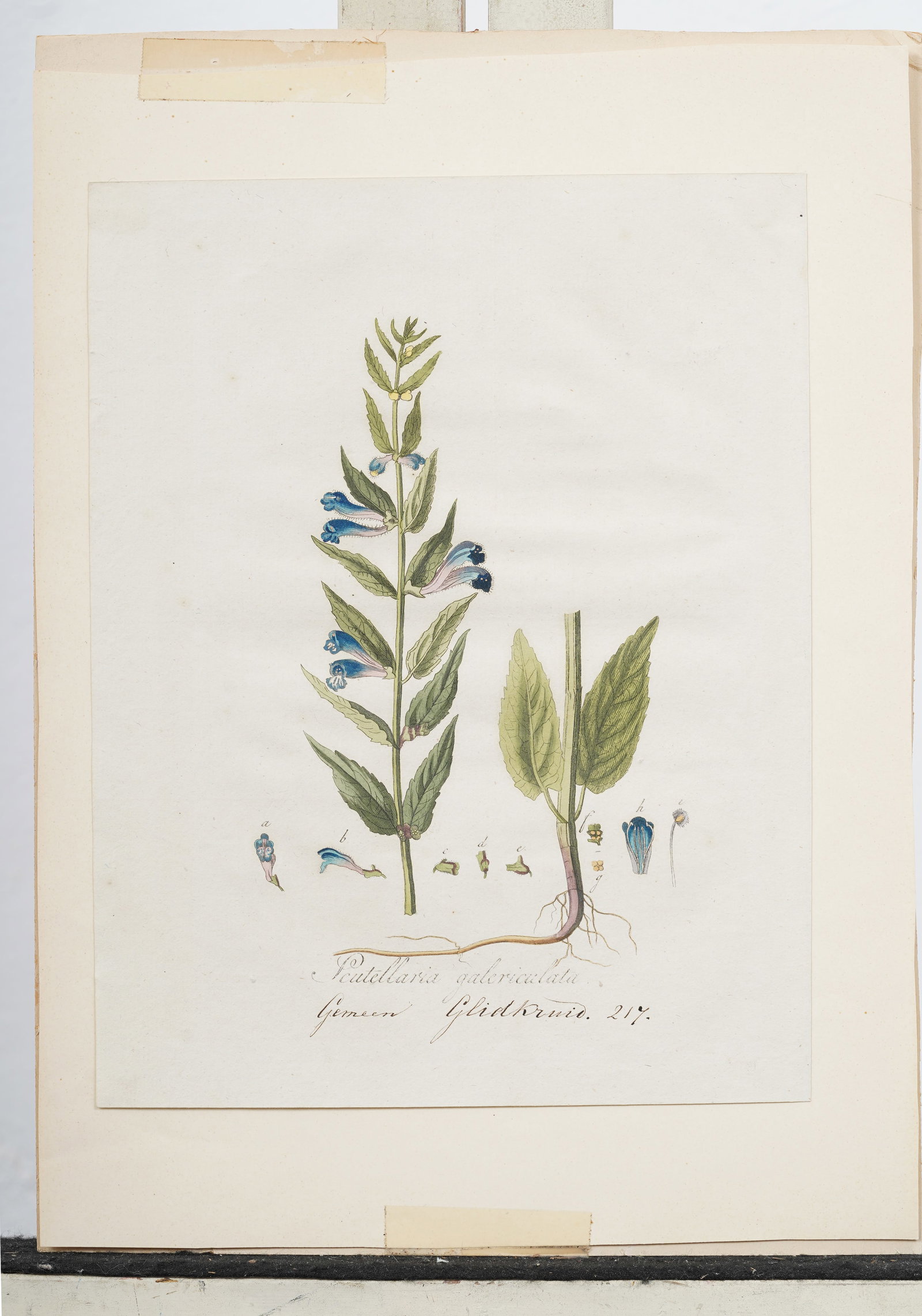 Vintage Botanical Print (1 of 5)