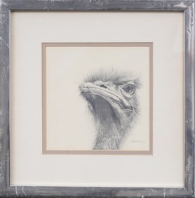 Vintage American School Signed Ostrich Portrait Framed Original Pencil Drawing