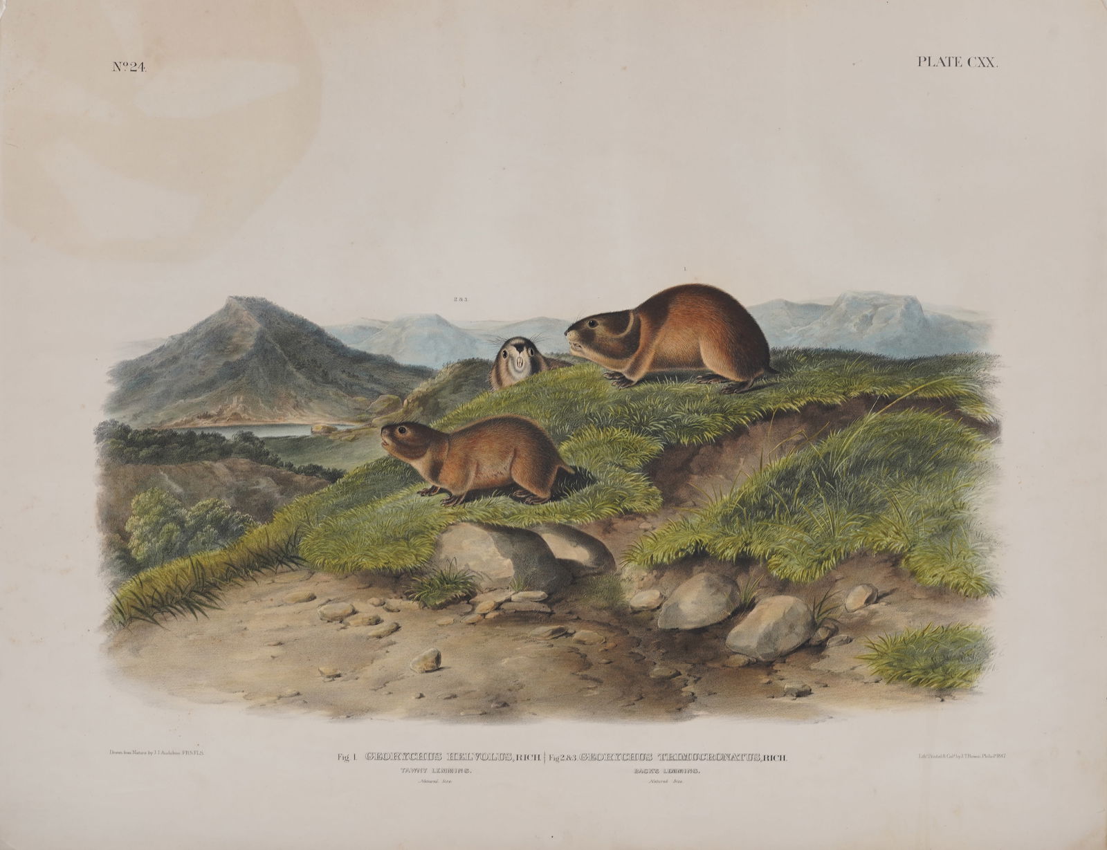 Vintage American Nature Print of Groundhogs by John James Audubon (1785-1851) (1 of 10)